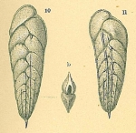 Chromista - Foraminifera (foraminifers)