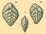 Brizalina subreticulata