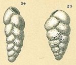 Bolivina spinescens Cushman, 1911 [Brizalina subspinescens sensu Jones, R.W. 1994]