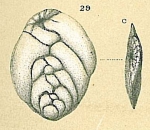 Bolivina tenuis (Brady, 1881)