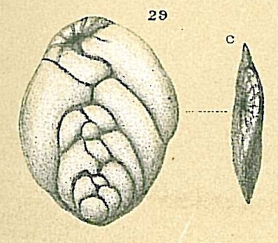 Brizalina subtenuis Brizalina subtenuis