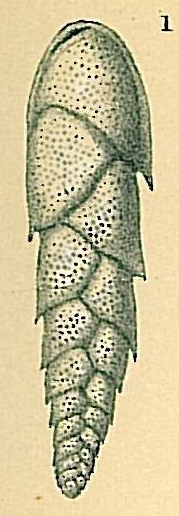 Euloxostoma bradyi