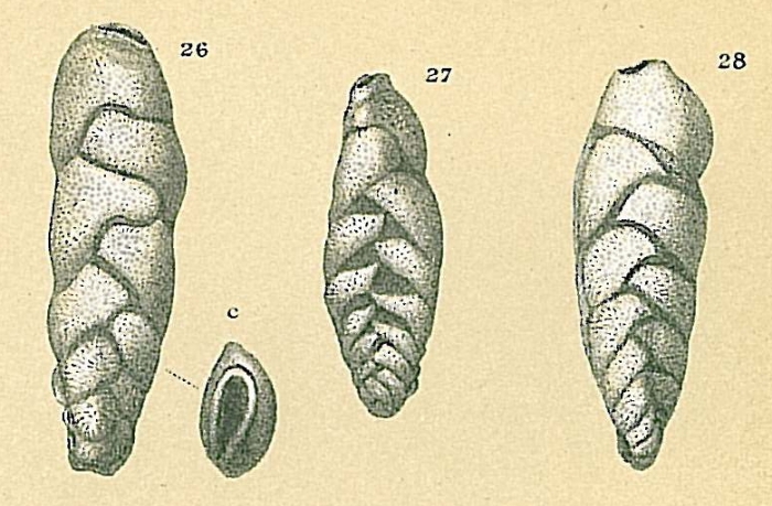 Loxostomina limbata