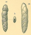 Chromista - Foraminifera (foraminifers)