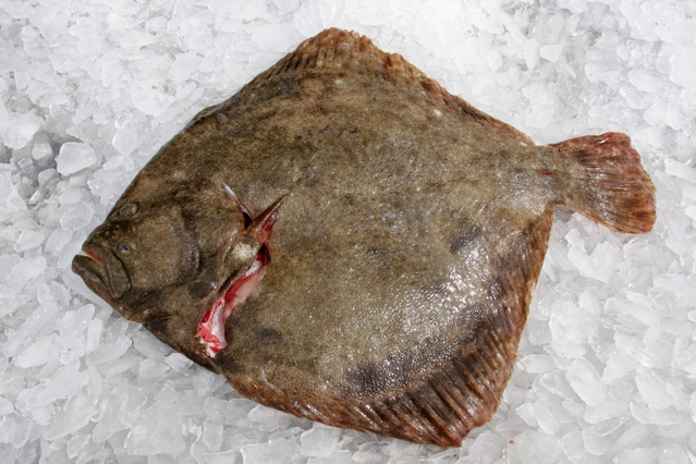 Scophthalmus maximus (Linnaeus, 1758) Scophthalmus maximus (Linnaeus, 1758)