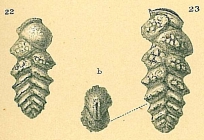 Pseudobrizalina lobata
