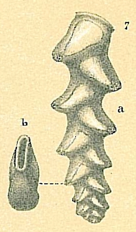 Pseudobrizalina strigosa