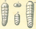 Chromista - Foraminifera (foraminifers)