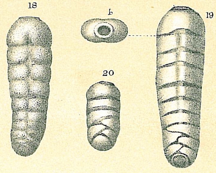 Rectobolivina bifrons Rectobolivina bifrons