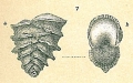 Chromista - Foraminifera (foraminifers)