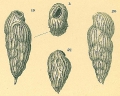 Chromista - Foraminifera (foraminifers)