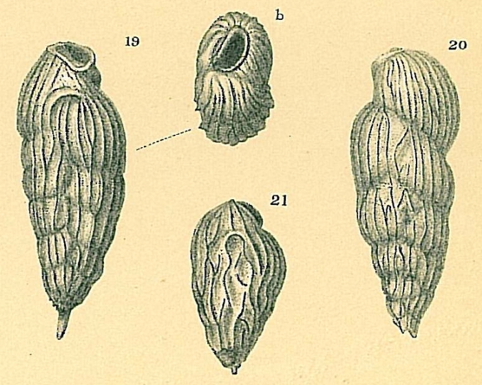 Saidovina karreriana