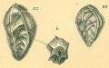 Chromista - Foraminifera (foraminifers)