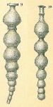 Siphonodosaria lepidula (Schwager, 1866)