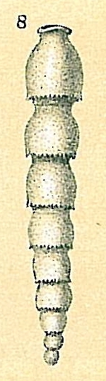 Siphonodosaria bradyi