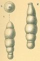 Chromista - Foraminifera (foraminifers)