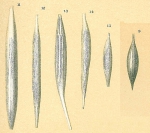 Chromista - Foraminifera (foraminifers)