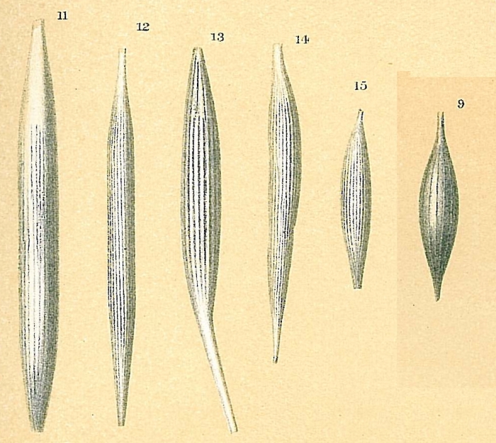 Procerolagena gracilis Procerolagena gracilis