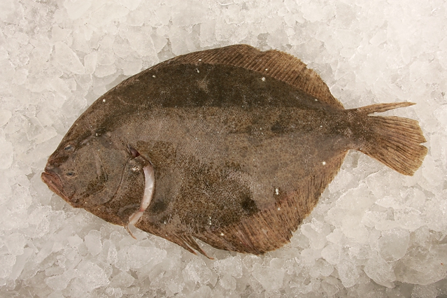 brill brill