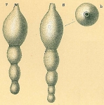 Chromista - Foraminifera (foraminifers)