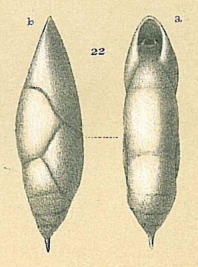 Pleurostomella acuminata Pleurostomella acuminata