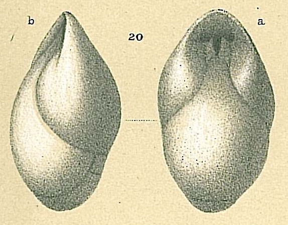 Pleurostomella brevis Pleurostomella brevis