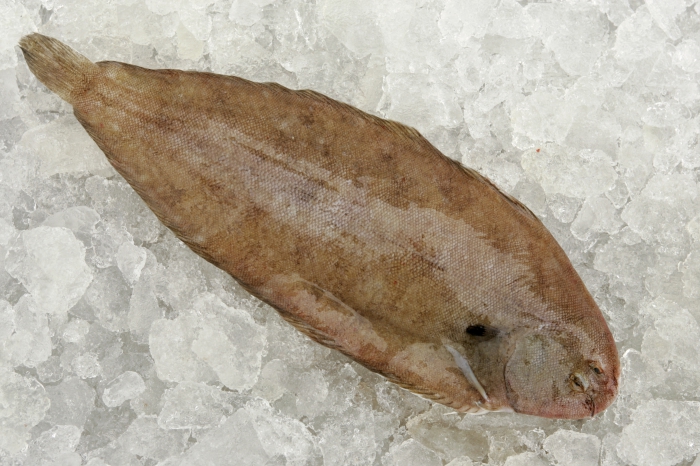 Solea solea (Linnaeus, 1758) Solea solea (Linnaeus, 1758)