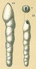 Pleurostomella obtusa Berthelin, 1880 [Pleurostomella sp.nov. sensu Jones, R.W. 1994]