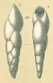 Chromista - Foraminifera (foraminifers)