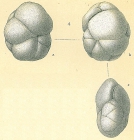 Cassidulina crassa