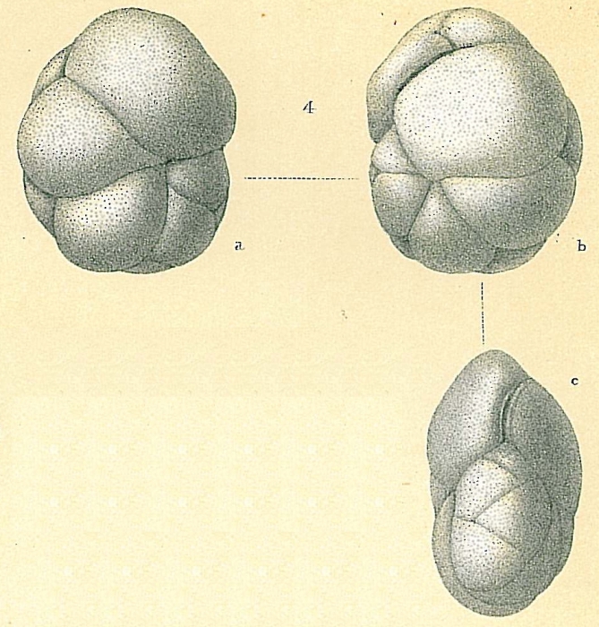 Cassidulina crassa Cassidulina crassa