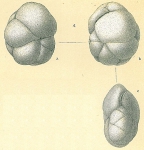 Chromista - Foraminifera (foraminifers)