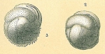 Cassidulina laevigata var. carinata