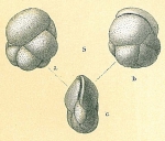 Chromista - Foraminifera (foraminifers)