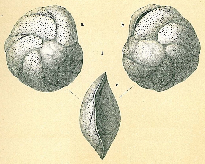 Cassidulina teretis Cassidulina teretis