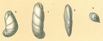 Cassidulinoides bradyi