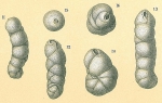 Cassidulinoides parkerianus