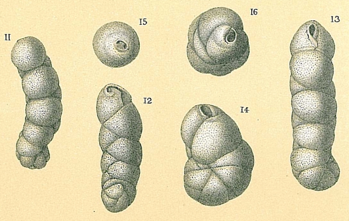 Cassidulinoides parkerianus Cassidulinoides parkerianus