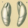 Chromista - Foraminifera (foraminifers)