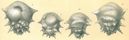 Ehrenbergina hystrix