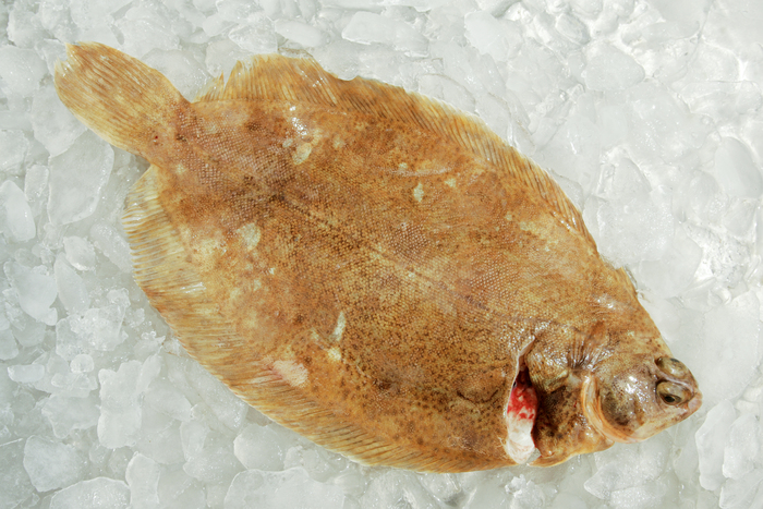 Microstomus kitt (Walbaum, 1792) Microstomus kitt (Walbaum, 1792)