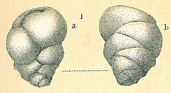 Ehrenbergina pupa Ehrenbergina pupa