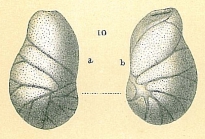 Evolvocassidulina orientalis