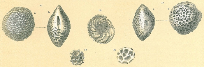 Favocassidulina favus