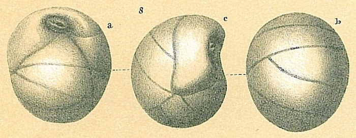 Globocassidulina pacifica Globocassidulina pacifica