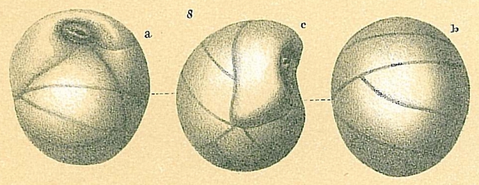 Globocassidulina pacifica