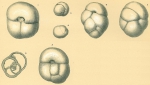 Sphaeroidina bulloides