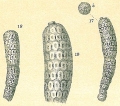 Chromista - Foraminifera (foraminifers)