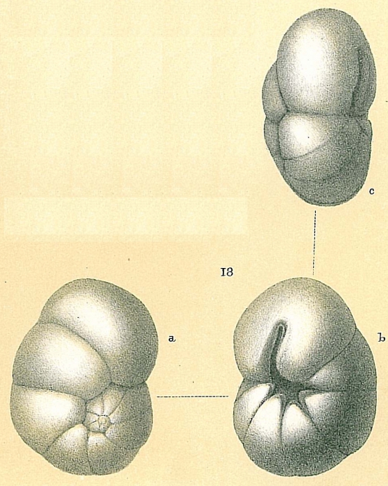 Ceratobulimina jonesiana