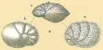 Ceratocancris scaber